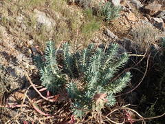 Euphorbia rigida