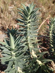 Euphorbia rigida