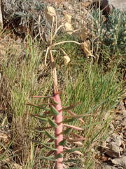 Euphorbia rigida