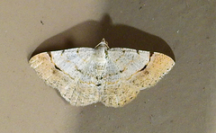 Frederickia flaviterminata