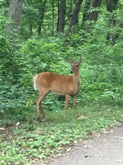 Odocoileus virginianus