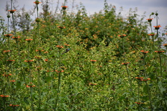 Cinnyris bifasciatus