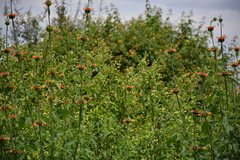 Cinnyris bifasciatus