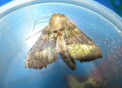 Diachrysia chrysitis