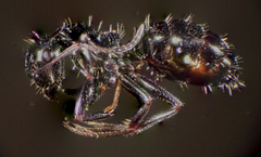 Camponotus piceus
