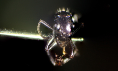 Camponotus piceus