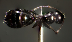Camponotus piceus