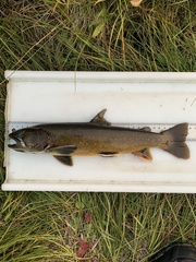 Salvelinus confluentus