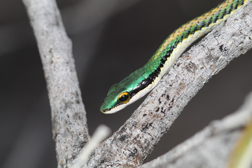 Mexican Parrot Snake