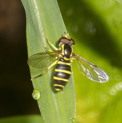 Xanthogramma flavipes
