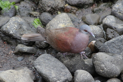 Nesoenas picturatus