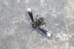 Myrmecopsis strigosa