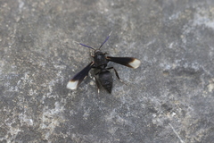 Myrmecopsis strigosa