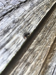 Diptera