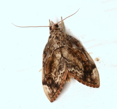 Crocidolomia suffusalis