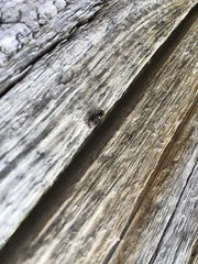 Diptera
