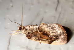 Crocidolomia suffusalis