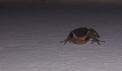 Trachycephalus mesophaeus