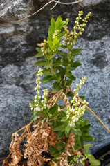 Leucothoe davisiae