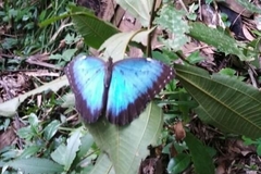 Morpho helenor peleides
