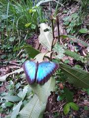 Morpho helenor peleides
