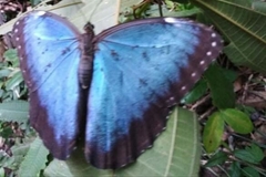 Morpho helenor peleides
