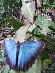Morpho helenor peleides