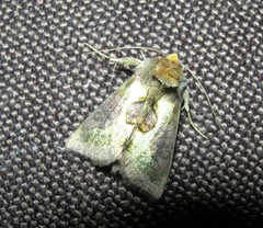 Diachrysia chrysitis