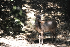 Cervus elaphus corsicanus