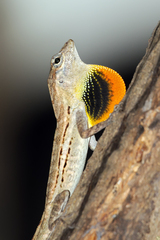 Anolis lineatus