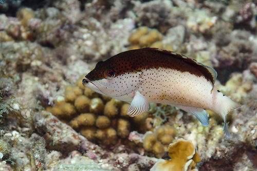 Photo of Coney (Cephalopholis fulva)