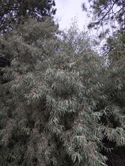 Elaeagnus angustifolia