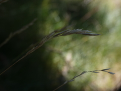 Festuca gautieri