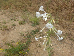 Ipomopsis aggregata candida