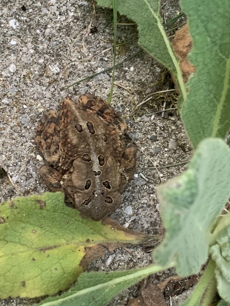 American Toad from Huron-Manistee National Forests, White Cloud, MI, US ...