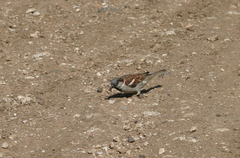 Passer domesticus