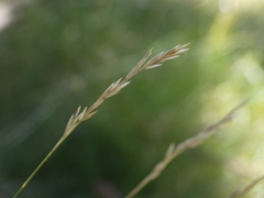 Festuca gautieri