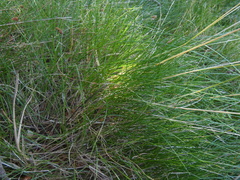 Festuca gautieri