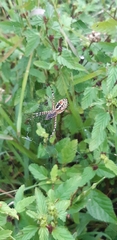 Argiope trifasciata