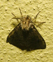 Ocneria atlantica
