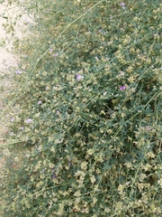 Medicago sativa
