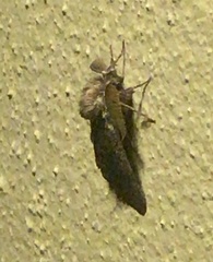 Ocneria atlantica