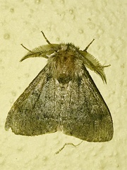 Ocneria atlantica