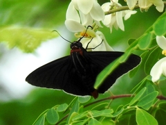 Elbella scylla