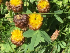 Trifolium badium