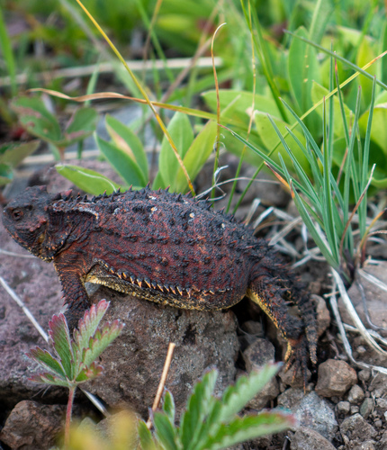 Pigmy Short-horned Lizard, Phrynosoma douglasii