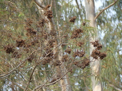 Holoptelea integrifolia