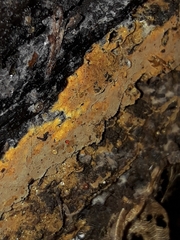 Tomentella ferruginea