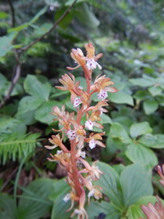 Corallorhiza maculata occidentalis