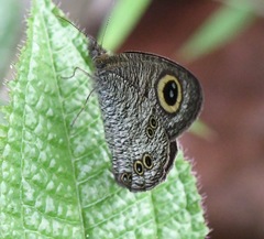 Ypthima baldus newboldi